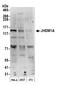 Lysine Demethylase 2A antibody, A301-476A, Bethyl Labs, Western Blot image 