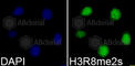 Histone H3.1t antibody, A2374, ABclonal Technology, Immunofluorescence image 
