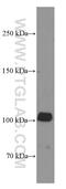 Zinc Finger CCCH-Type Containing, Antiviral 1 antibody, 66413-1-Ig, Proteintech Group, Western Blot image 