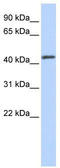 HNF-3-beta antibody, TA329709, Origene, Western Blot image 