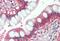 Ras antibody, MBS242079, MyBioSource, Immunohistochemistry paraffin image 