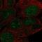 Zinc Finger Protein 429 antibody, HPA004139, Atlas Antibodies, Immunofluorescence image 