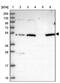 von Willebrand factor C and EGF domain-containing protein antibody, PA5-60551, Invitrogen Antibodies, Western Blot image 