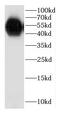 Carboxypeptidase A2 antibody, FNab01261, FineTest, Western Blot image 