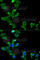 Glutamate-Ammonia Ligase antibody, A5437, ABclonal Technology, Immunofluorescence image 
