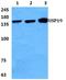 Ubiquitin carboxyl-terminal hydrolase 19 antibody, A05870-2, Boster Biological Technology, Western Blot image 