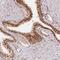 Coiled-coil domain-containing protein 65 antibody, NBP1-81968, Novus Biologicals, Immunohistochemistry frozen image 