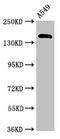 Alpha-2-Macroglobulin Like 1 antibody, CSB-PA001005LA01HU, Cusabio, Western Blot image 