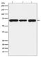 Phosphoenolpyruvate Carboxykinase 2, Mitochondrial antibody, M04772, Boster Biological Technology, Western Blot image 