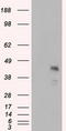 MCL1 Apoptosis Regulator, BCL2 Family Member antibody, TA500986, Origene, Western Blot image 
