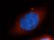 Ribosomal Protein S26 antibody, 14909-1-AP, Proteintech Group, Immunofluorescence image 