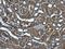 Mitochondrial Ribosomal Protein S5 antibody, GTX103930, GeneTex, Immunohistochemistry paraffin image 