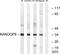 Nanog Homeobox Retrogene P8 antibody, PA5-39211, Invitrogen Antibodies, Western Blot image 