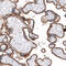 Solute Carrier Family 7 Member 5 antibody, HPA052673, Atlas Antibodies, Immunohistochemistry paraffin image 