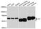 Catalase antibody, abx125620, Abbexa, Western Blot image 