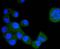 Fms Related Tyrosine Kinase 1 antibody, A00534-3, Boster Biological Technology, Immunocytochemistry image 