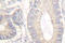 Gastrin antibody, LS-C176035, Lifespan Biosciences, Immunohistochemistry frozen image 