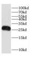 Gap Junction Protein Beta 2 antibody, FNab01858, FineTest, Western Blot image 
