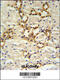 Barttin CLCNK Type Accessory Beta Subunit antibody, 64-151, ProSci, Immunohistochemistry paraffin image 