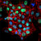 Nanog Homeobox antibody, 674206, BioLegend, Immunofluorescence image 