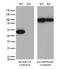 KRT18 antibody, TA807028S, Origene, Western Blot image 