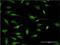 Ring Finger Protein 2 antibody, H00006045-M08, Novus Biologicals, Immunofluorescence image 