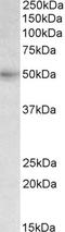 pcft antibody, orb22475, Biorbyt, Western Blot image 
