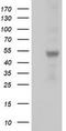 Schlafen Like 1 antibody, LS-C785289, Lifespan Biosciences, Western Blot image 