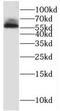 RCC1 And BTB Domain Containing Protein 2 antibody, FNab07206, FineTest, Western Blot image 
