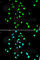 Jun Proto-Oncogene, AP-1 Transcription Factor Subunit antibody, A0246, ABclonal Technology, Immunofluorescence image 