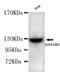 Cell Cycle And Apoptosis Regulator 2 antibody, LS-C178310, Lifespan Biosciences, Western Blot image 
