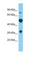 Family With Sequence Similarity 166 Member B antibody, orb327171, Biorbyt, Western Blot image 