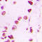 E1A Binding Protein P300 antibody, LS-C352168, Lifespan Biosciences, Immunohistochemistry frozen image 