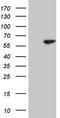 Cell division control protein 6 homolog antibody, TA808381S, Origene, Western Blot image 