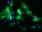 High affinity immunoglobulin gamma Fc receptor I antibody, LS-C338093, Lifespan Biosciences, Immunofluorescence image 