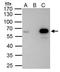 PBX/Knotted 1 Homeobox 1 antibody, PA5-30244, Invitrogen Antibodies, Immunoprecipitation image 