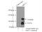 Mineralocorticoid receptor antibody, 21854-1-AP, Proteintech Group, Immunoprecipitation image 