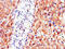 Pyruvate carboxylase, mitochondrial antibody, CSB-PA017511LA01HU, Cusabio, Immunohistochemistry frozen image 
