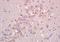 Fission, Mitochondrial 1 antibody, orb101186, Biorbyt, Immunohistochemistry paraffin image 