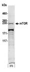 Mechanistic Target Of Rapamycin Kinase antibody, A301-143A, Bethyl Labs, Western Blot image 