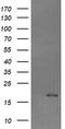 Cancer/Testis Antigen 1B antibody, TA505954, Origene, Western Blot image 