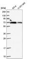 RB Binding Protein 5, Histone Lysine Methyltransferase Complex Subunit antibody, NBP2-55085, Novus Biologicals, Western Blot image 