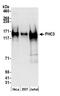 Polyhomeotic Homolog 3 antibody, NB100-77312, Novus Biologicals, Western Blot image 