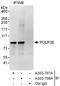 RNA Polymerase III Subunit E antibody, A303-707A, Bethyl Labs, Immunoprecipitation image 