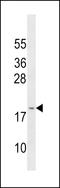 G antigen 3 antibody, LS-C159701, Lifespan Biosciences, Western Blot image 