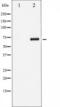 RELB Proto-Oncogene, NF-KB Subunit antibody, TA325809, Origene, Western Blot image 