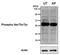 Serine/Threonine/Tyrosine Interacting Protein antibody, MA1-38450, Invitrogen Antibodies, Western Blot image 