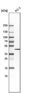 SRY-Box 7 antibody, NBP1-86116, Novus Biologicals, Western Blot image 