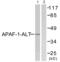 APAF1 Interacting Protein antibody, abx013022, Abbexa, Western Blot image 