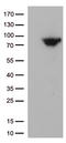 Methylenetetrahydrofolate Reductase antibody, LS-C793068, Lifespan Biosciences, Western Blot image 